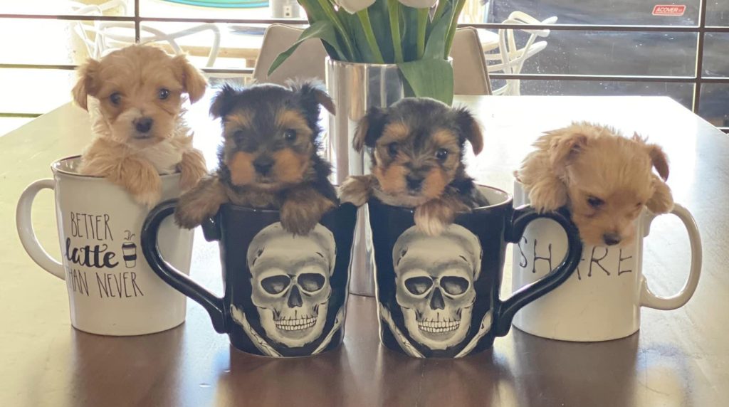 Yorkie puppies submitted to The Yorkie Club by Sol Alv