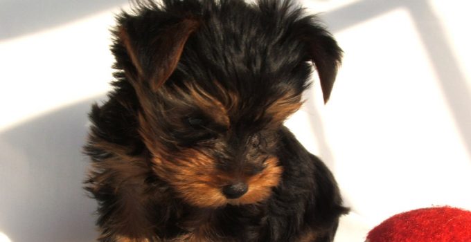 What you can expect if looking to purchase a Yorkie puppy 2022 featured image