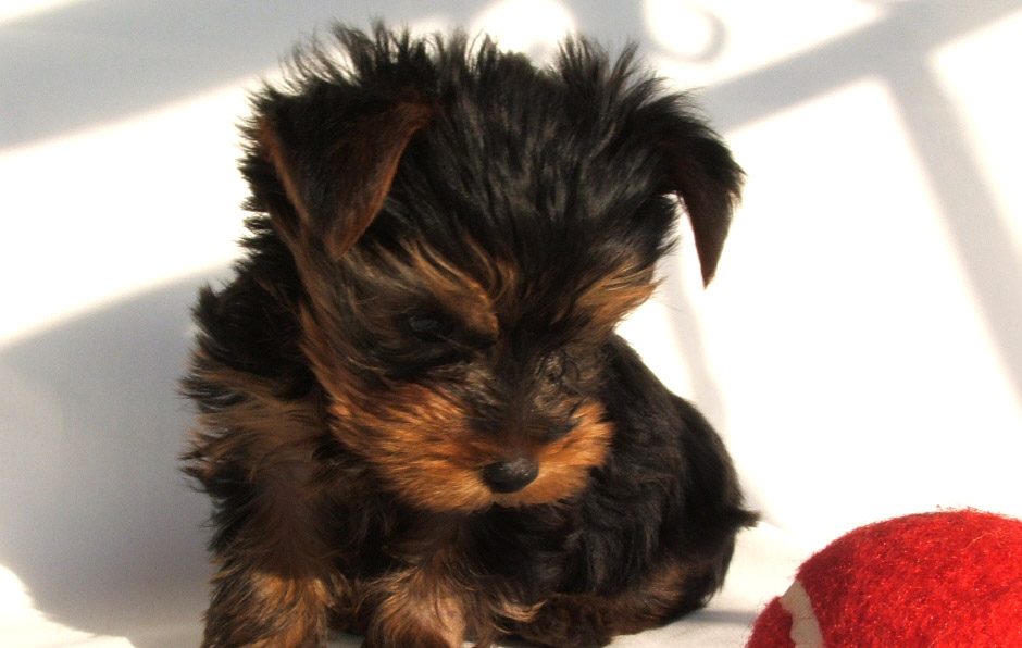 What you can expect if looking to purchase a Yorkie puppy 2022 featured image