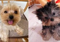 Why are Yorkshire Terriers so Popular? featured image 2