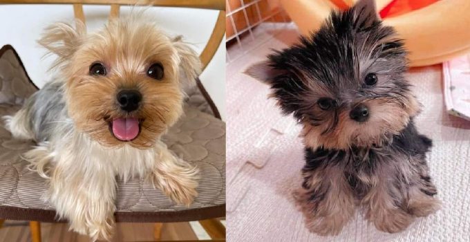 Why are Yorkshire Terriers so Popular? featured image 2