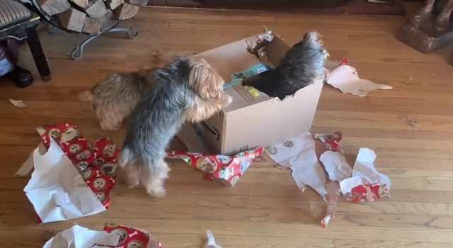 Three Yorkies Rip Amazon Delivery Apart featured Image