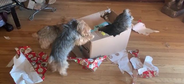 Three Yorkies Rip Amazon Delivery Apart featured Image