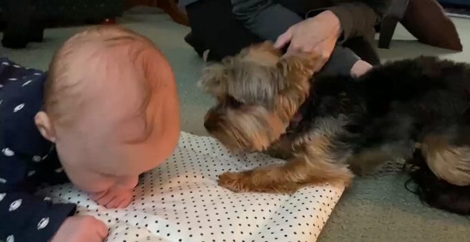 Yorkie Meets Baby for the First time
