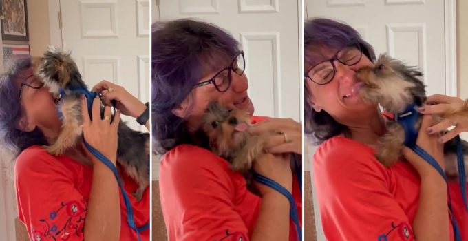 Yorkie Preciously Reacts to Mom Returning Home featured Image