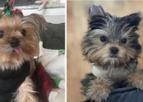 Realities All Yorkie Owners Must Face featured image
