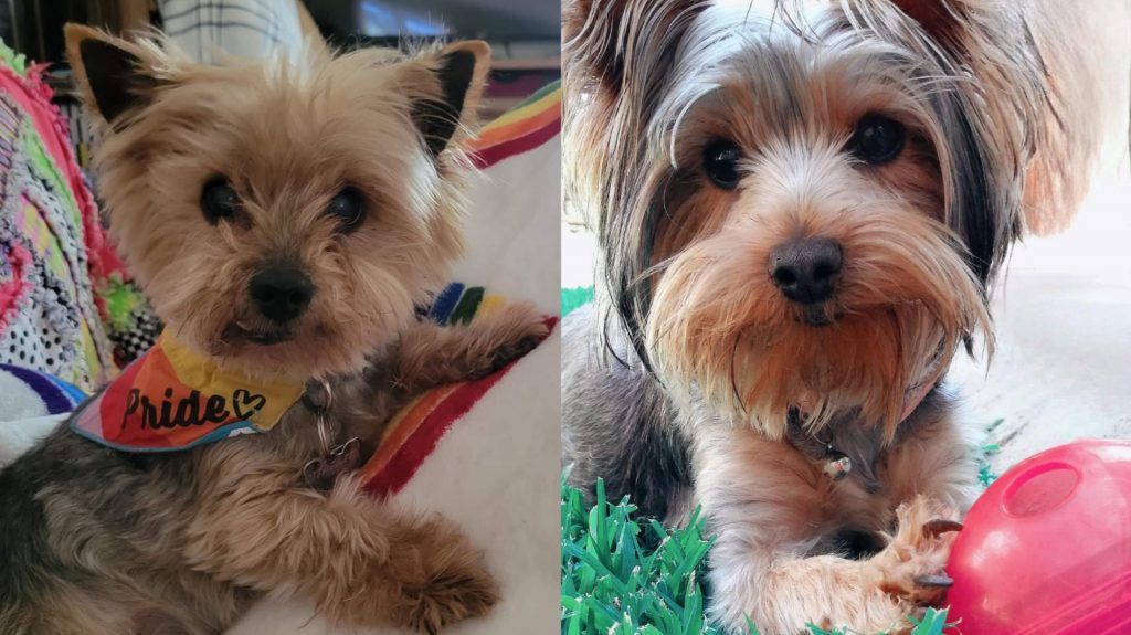 Things you didn't know about your Yorkie featured image 