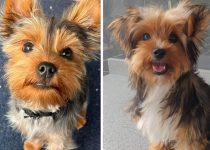 How To Tell If Your Yorkie Really Loves You featured image