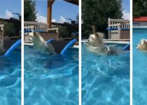 Yorkie Performs Perfectly Graceful Swan Dive featured image
