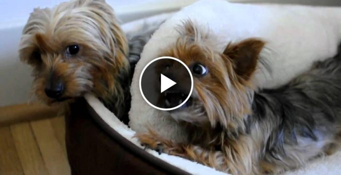 Two Yorkies Have to Share One Bed featured image
