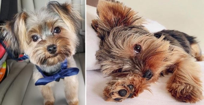 6 Ways Yorkies Show you they love you