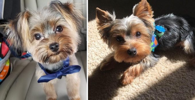 6 Ways Your Yorkie Shows You They Love You featured image