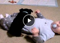 Yorkie Puppy Shows Baby Whos Boss