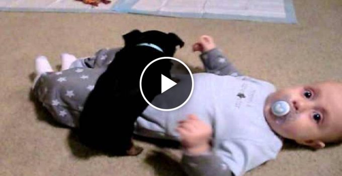 Yorkie Puppy Shows Baby Whos Boss
