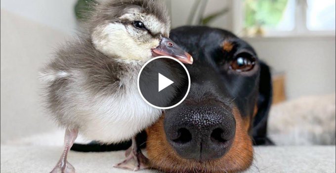 Dachshund and Duckling are best friends featured image