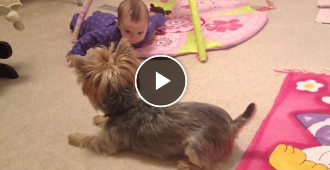 Yorkie and 4 Month Old Baby Have Fun featured image