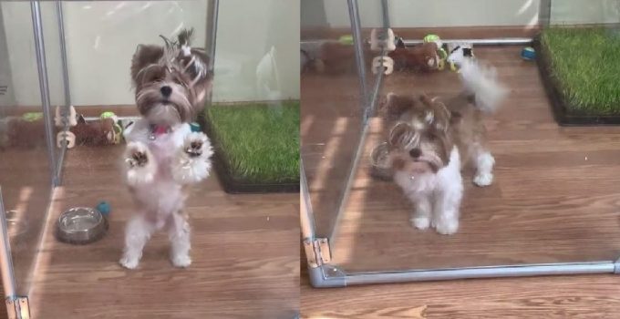 Stubborn Yorkie Won’t Listen to Mom featured image