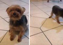Yorkie Can't Hide Guilt After Getting in Trouble featured image