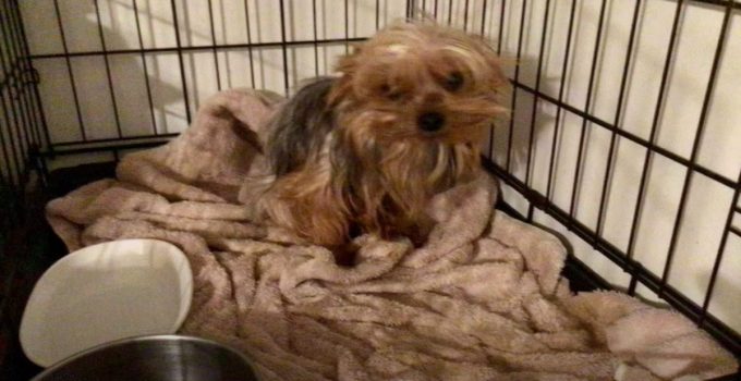 Yorkie Clings to Hope After Being Paralyzed At A Puppy Mill featured image