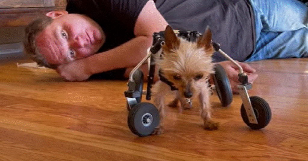 Yorkie Surprises Everyone After Being Paralyzed At A Puppy Mill