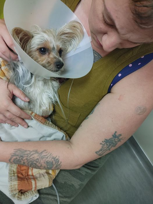 Stella the Yorkie receiving care