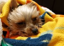 3 Year Old Yorkie Passes Away from Kidney Failure… featured image