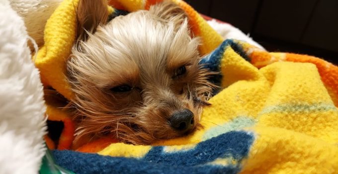 3 Year Old Yorkie Passes Away from Kidney Failure… featured image