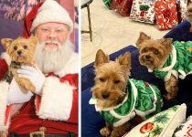 10 Adorable Photos of Yorkies Celebrating Christmas featured image