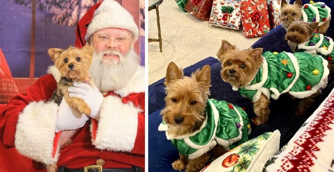 10 Adorable Photos of Yorkies Celebrating Christmas featured image