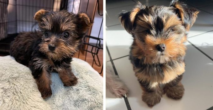 Yorkie Puppies Buyer Information featured image