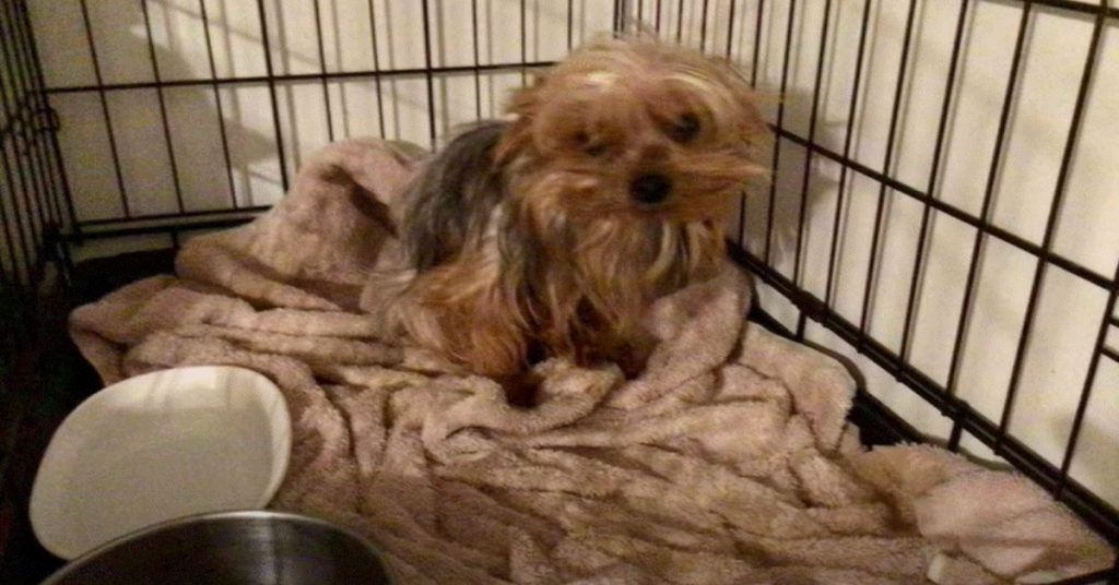 Yorkie Surprises Everyone After Being Paralyzed At A Puppy Mill featured image