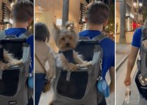 Cute Yorkie Rides in Backpack featured image