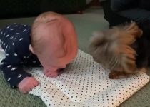 Yorkie Meets Baby For The Very First Time (Video) featured image
