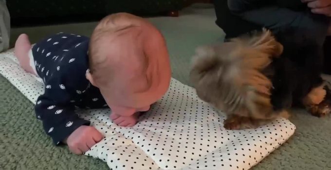 Yorkie Meets Baby For The Very First Time (Video) featured image