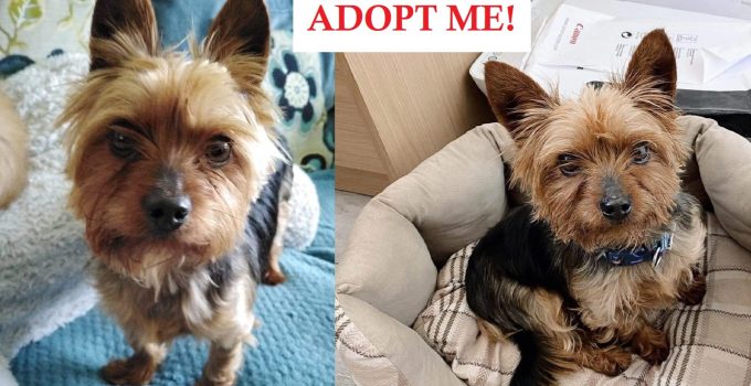 Yorkie surrendered by owners who wanted him put down now looking for a home for Christmas featured image