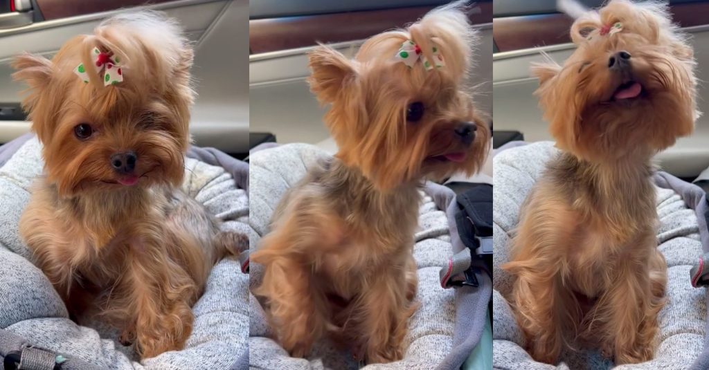 This Yorkie Knows How Adorable She Is featured image