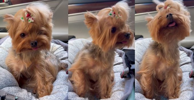 This Yorkie Knows How Adorable She Is featured image