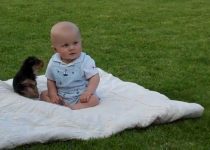 Yorkie Puppy Attacks Baby featured image