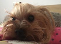 Angry Yorkie Protects Blanket - Featured image