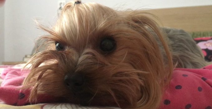 Angry Yorkie Protects Blanket - Featured image