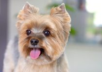 So Cute! Yorkie Gets Adorable Haircut featured image