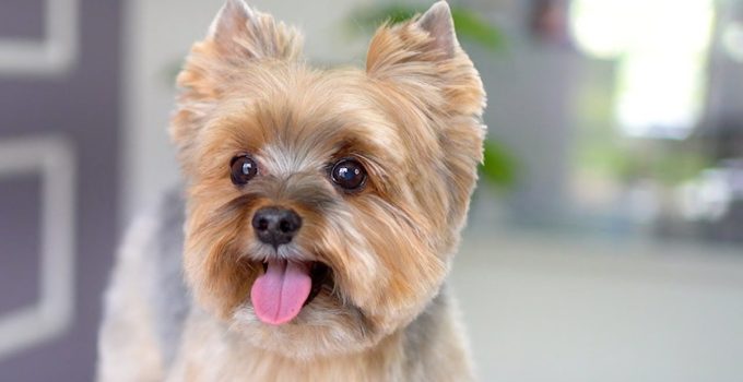 So Cute! Yorkie Gets Adorable Haircut featured image