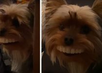 Yorkie Steals Fake Teeth from Dad, the Result is Hilarious featured image