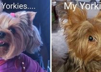 Yorkie Memes that will Keep You Laughing for Hours! featured image