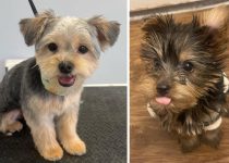 6 Realities Every Yorkie Owner Must Accept featured image