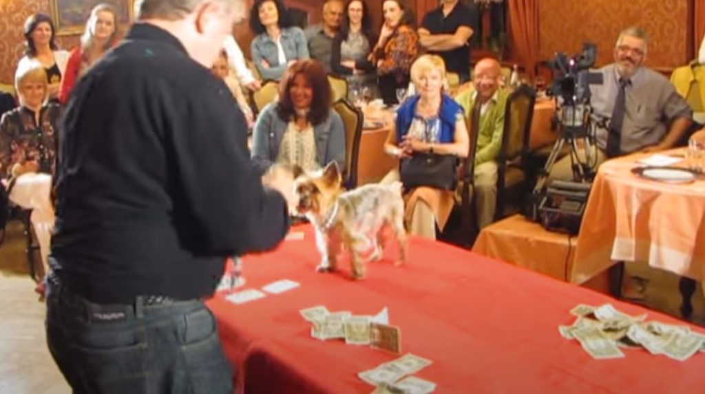 Yorkie Plays Poker Like a Pro featured image