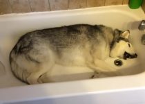 Stubborn Husky Throws Temper Tantrum in the Bathtub featured image