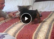 Yorkie mad at dad