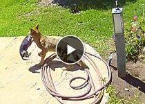 Brave Yorkshire Terrier Saves Girl From Coyote! featured image