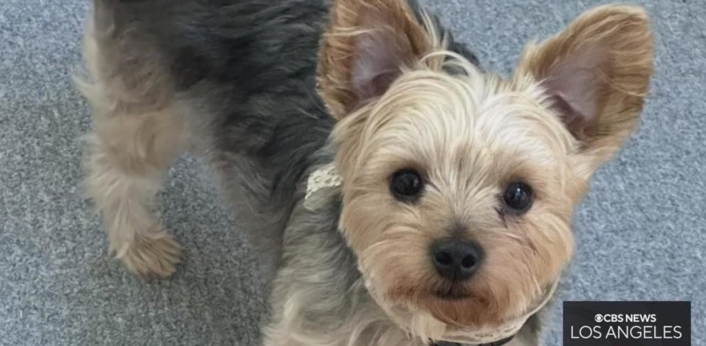 Family in Hollywood Desperately Searching for Stolen Yorkie, Ted featured image